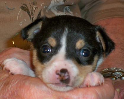  Terrier Puppies on Toy Fox Terrier Puppies Now  Gorgeous Litter Puppy Pictures