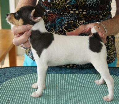 Fat toy fox best sale terrier