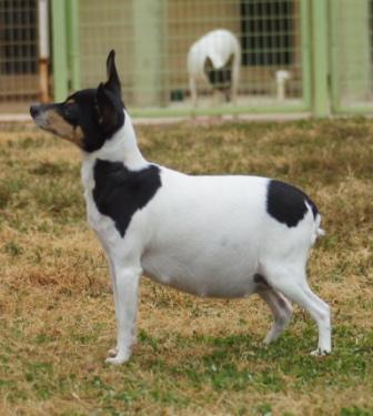 Fat fox 2024 terrier