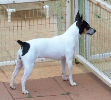 mother of Toy Fox Terrier puppies born April 11th