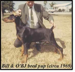 BILL ANDREWS & HIS DOBERMAN PUPPY