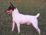 Winston - Dual titled Toy Fox Terrier Champion