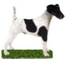 A Toy Fox Terrier Direct Ancestor, the Smooth Fox Terrier