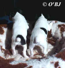 Toy Fox Terrier Puppies