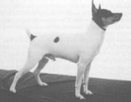 Toy Fox Terrier Breed Standards Akc