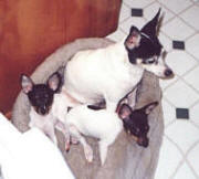 Toy Fox Terrier mother and puppies