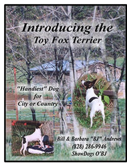 O'BJ TOY FOX TERRIERS IN NORTH CAROLINA, "MADE IN THE USA"