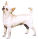 Toy Fox Ancestor - Chihuahua