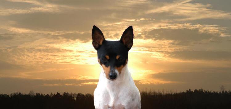 TOY FOX TERRIER INFORMATION & PUPPIES FOR SALE