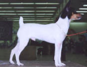 Toy Fox Terrier Puppy, Calvin Cool at 7 months
