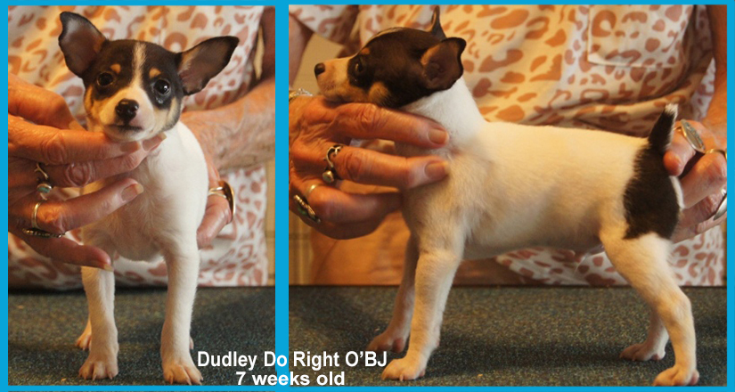 Toy fox terrier clearance breeders