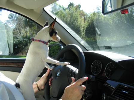 Jazzy is a part-time chauffeur for Kaye and Jim Ritchie in Jacksonville
