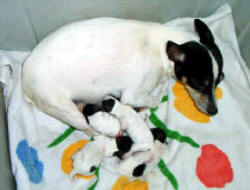 TFTs are wonderful mothers - Courtesy of Margo Carter, Phoenix Rising Toy Fox Terriers