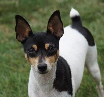 Toy fox deals terrier americano