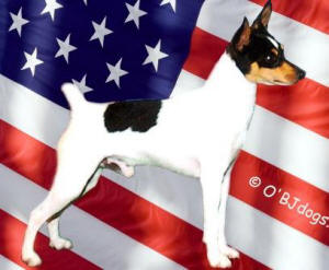 THE TOY FOX TERRIER aka AMERICAN TOY TERRIER