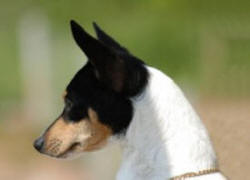 THE PERFECT TOY FOX TERRIER HEAD, CH. HUGELY