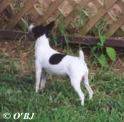 JANE WAS OUR PRE-AKC TOY FOX TERRIER FOUNDATION BITCH