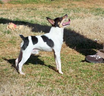 Toy Fox Terrier male - Johnny at just over 5 pounds.