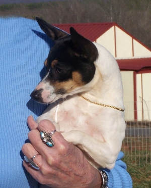 Toy Fox Terrier puppies fit in the arm perfectly