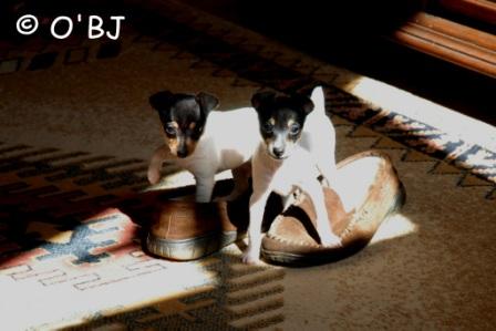 Toy Fox Terrier Puppies get up early! Lucky Dog and Lollipop trying to find Bill's feet.