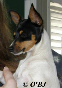MALE TOY FOX TERRIER PUPPY at 4 MONTHS