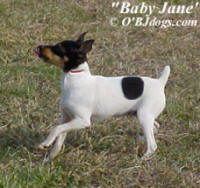 Toy Fox Terriers are forever playful!