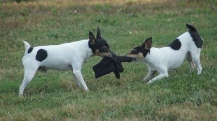 TOY Fox Terriers playing tug-o-war, the TFT loves to play