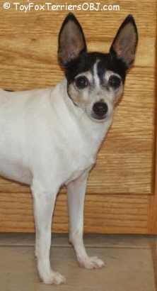 Ch. Sally Jo, a TFT loved by Barbara 