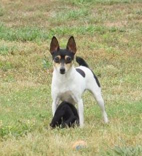 Toy Fox Terrier female - Sucha at 12 months