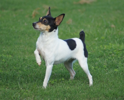 Toy Fox Terrier female - Sucha at 17 months in her lady-like pose