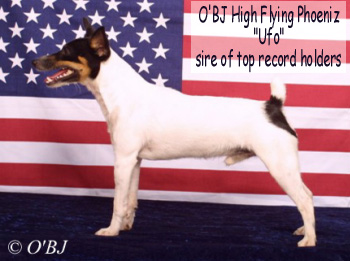 Toy Fox Terrier, O'BJ High Flying Phoeniz "UFO", sire of top record holders