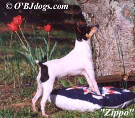 Toy Fox Terriers O'BJ foundation female