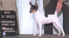 TOY FOX TERRIER CH. "ZONA", HUGELY'S MOTHER